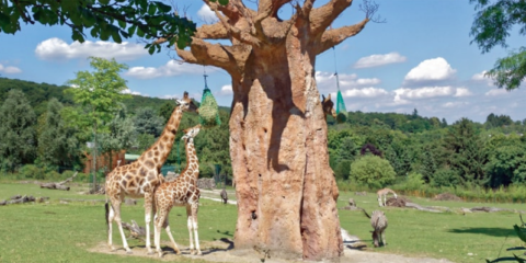 Vídeo IP para la seguridad y análisis del comportamiento de los animales en un zoológico de Alemania