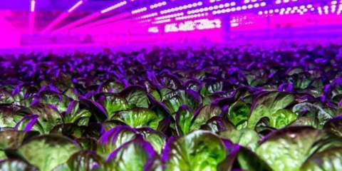 Sistemas inteligentes de gestión y automatización para optimizar los procesos de la agricultura de interior