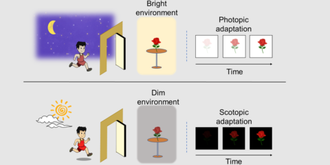 La Academia de Ciencias de China crea un sensor de visión bioinspirado para procesamiento de imágenes