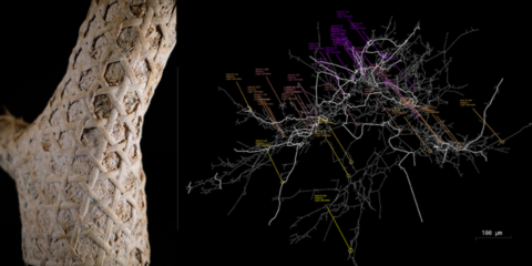 El proyecto Fungar investiga el potencial de los hongos vivos para su aplicación en los edificios inteligentes
