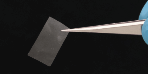 El Empa investiga el uso de micelio vivo para la fabricación de electrónica sostenible